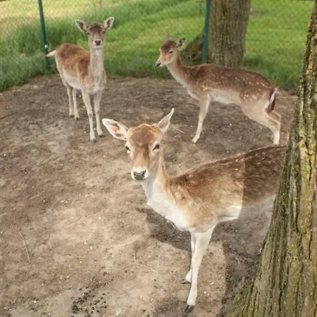 Hoeve De Betuwe 럭셔리텐트 *
