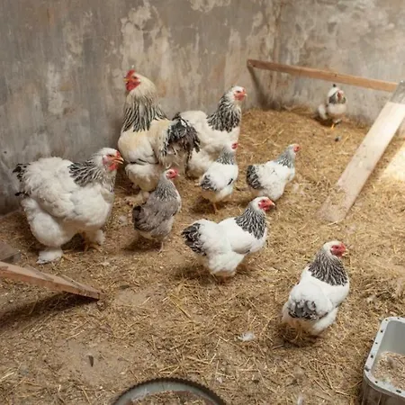 Hoeve De Betuwe 럭셔리텐트