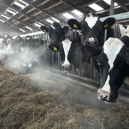 Hoeve De Betuwe 럭셔리텐트 *