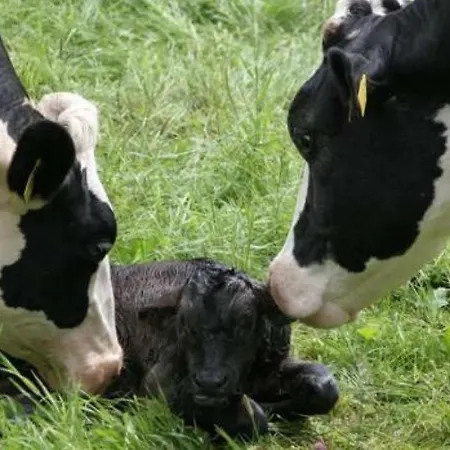 Hoeve De Betuwe 럭셔리텐트 Dreumel